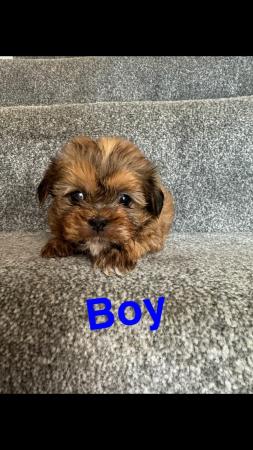 Image 2 of 4 beautiful shorkie puppies for sale