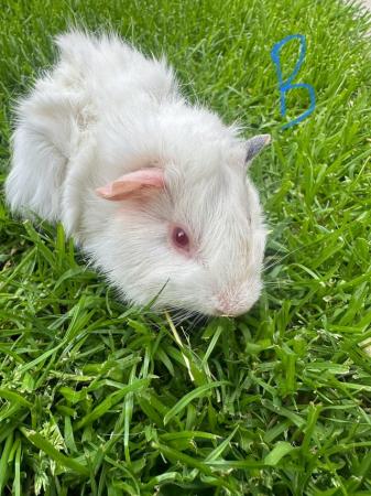 Image 11 of Male and Female Guinea pigs