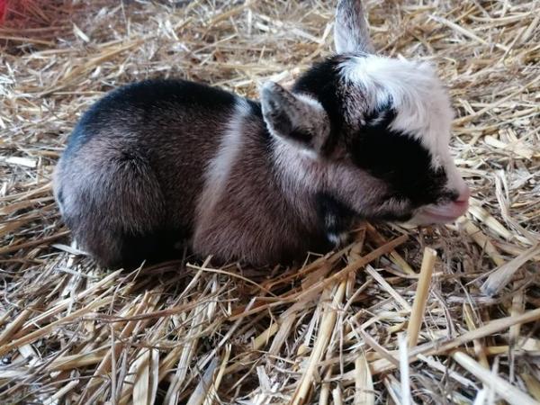 Image 5 of Pygmy Goat Kids from this years kidding