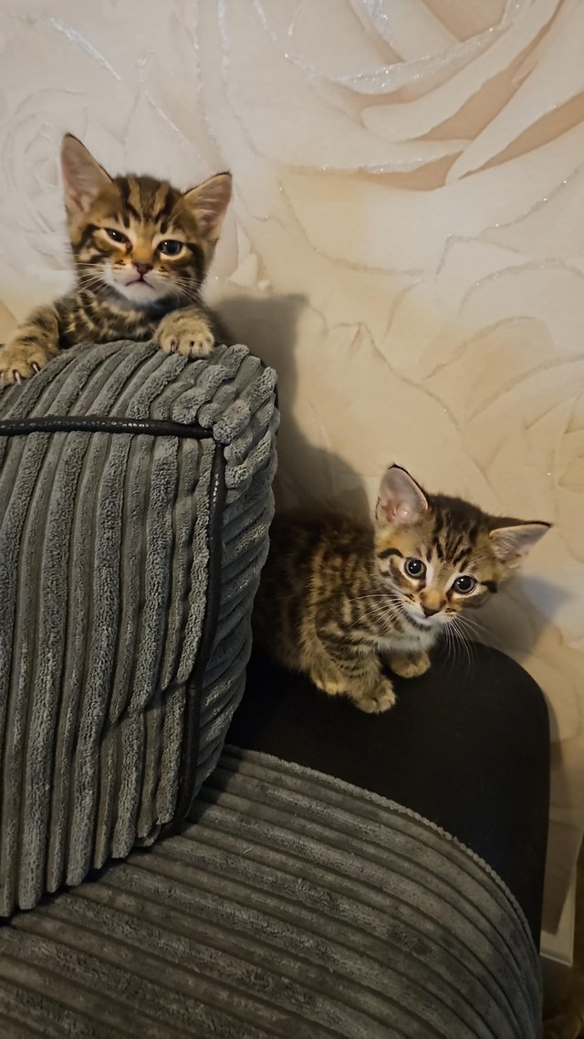 Preview of the first image of Bengal cross litter ofkittens.