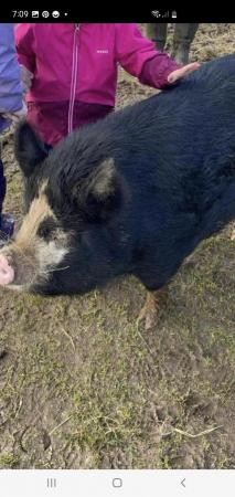 Image 2 of Cinomon 1 year old kune kune sows looking for new home