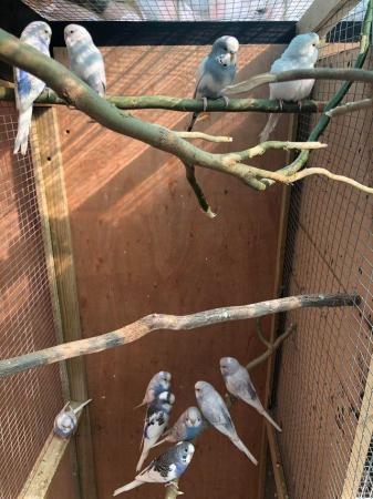 Image 6 of Toy Budgies for sale - available now
