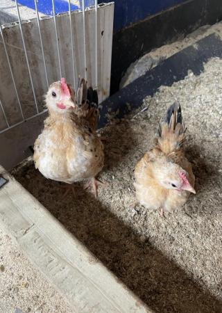 Image 1 of Serama chickens-SMALLEST CHICKEN BREED
