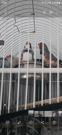Image 2 of Zebra finches looking for new homes