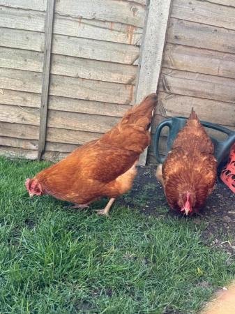 Image 2 of 2 beautiful buff orpington cross hens