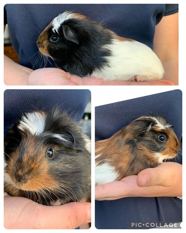 Preview of the first image of Baby boar boy guinea pigs.