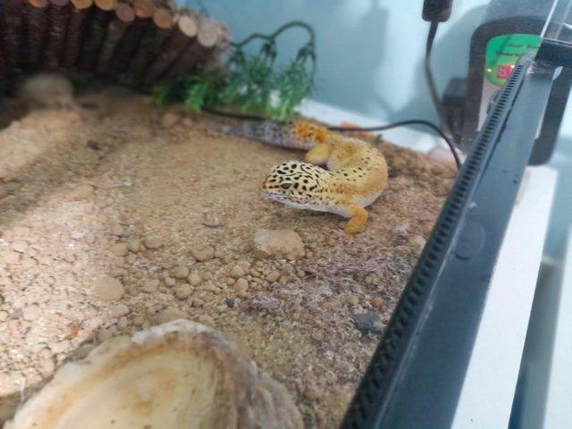 Preview of the first image of 4 year old male leopard gecko..