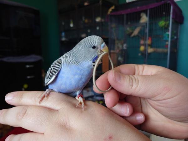Image 9 of Hand reared silly tame baby budgie for sale