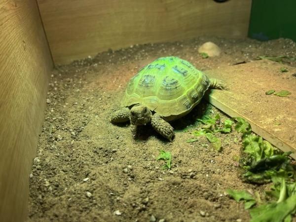 Image 2 of 3 year old horsefield tortoise and enclosure