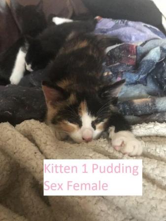 Image 4 of Kittens Mixed Manchester £40 - 120