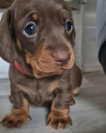Image 1 of Miniture Dashchund puppies Kennel Club Registered
