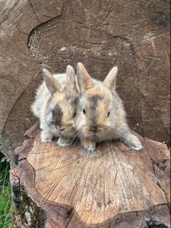 Image 11 of Lovely litter of Netherland dwarf baby rabbits.