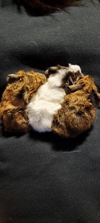 Image 2 of Beautiful baby guinea pigs for sale