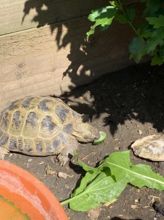 Image 2 of Hermann and Horsfield tortoises for sale