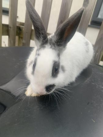 Image 1 of 2 beautoful rabbits for sale
