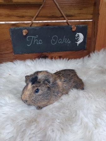 Image 3 of Baby guinea pigs stoke on trent
