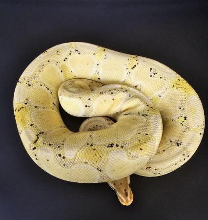 Image 2 of Various Royal Pythons for sale