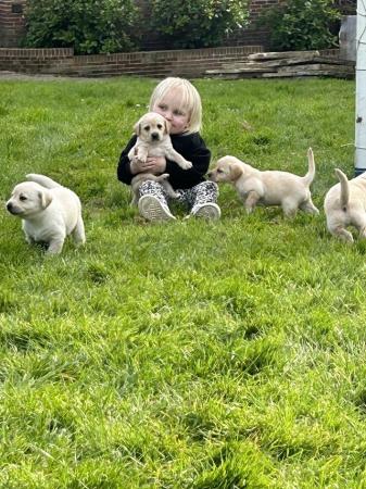Image 8 of Kc registered well bred Labrador puppies