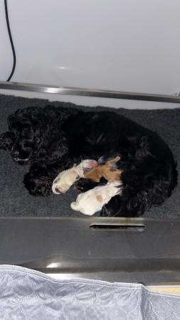 Image 4 of Stunning litter of show type cocker spaniels