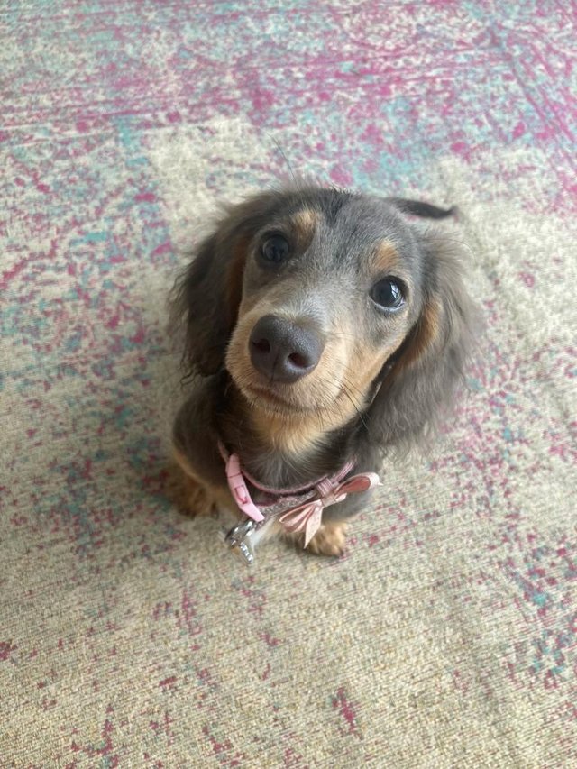 Preview of the first image of 14 month old beautiful female miniature dachshund.