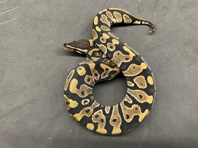 Preview of the first image of Male het Pied Royal Python.