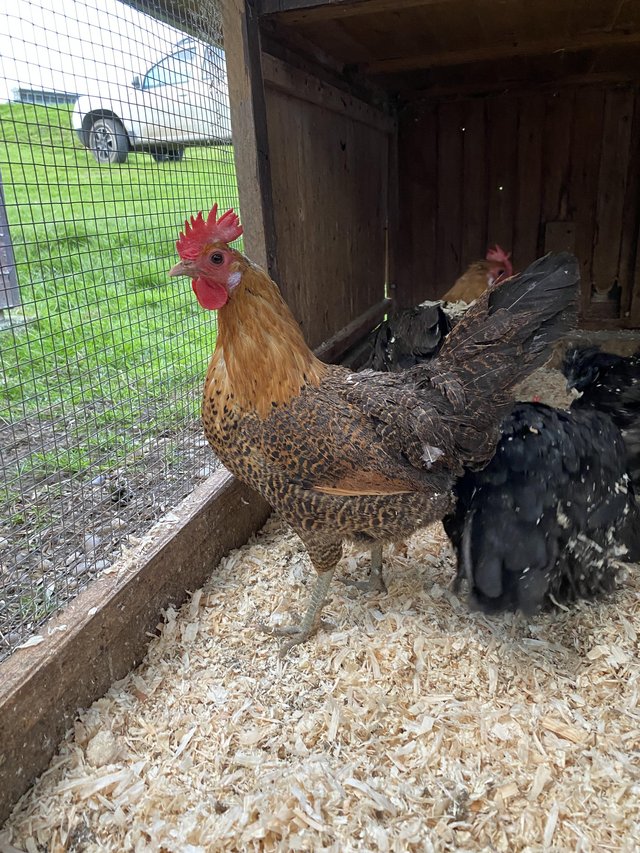 Preview of the first image of Laying Hens and Pullets.