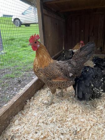 Image 1 of Laying Hens and Pullets
