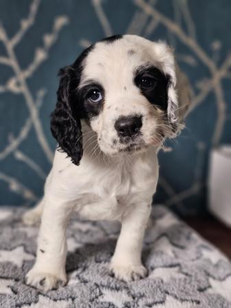 Image 2 of KC Registered Working Cocker Spaniel Puppies, Ready mid July