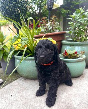 Image 1 of Cockapoo puppies for sales