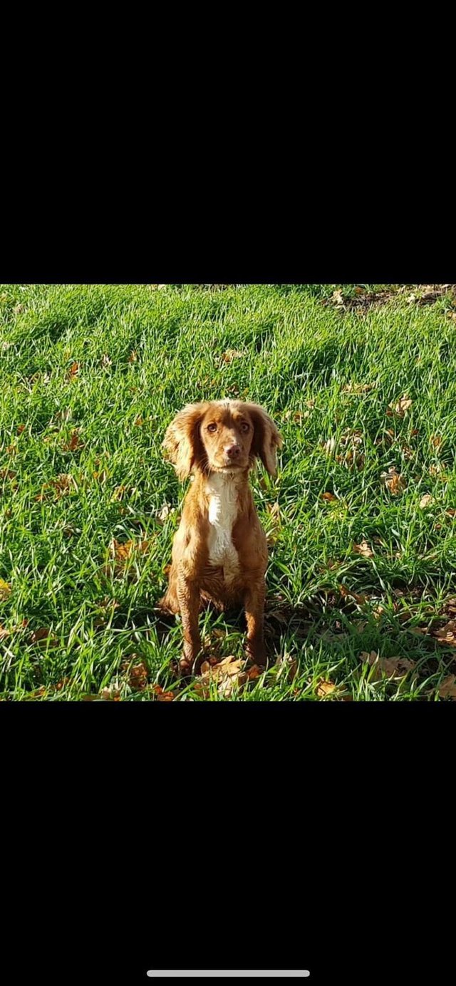 Preview of the first image of Beautiful female gold cocker spaniel.