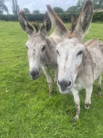 Image 2 of Pair of stunning Jenny donkeys