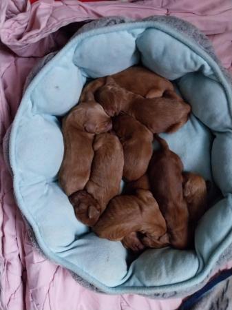Image 3 of Irishdoodle puppies Girls and Boys