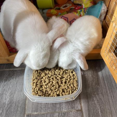 Image 1 of 2 Baby Rabbits, White, Lop Eared, Females