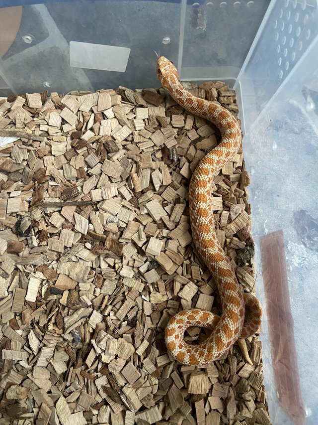 Preview of the first image of 10 month old albino hognose.