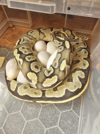 Image 4 of Various royal python morphs available