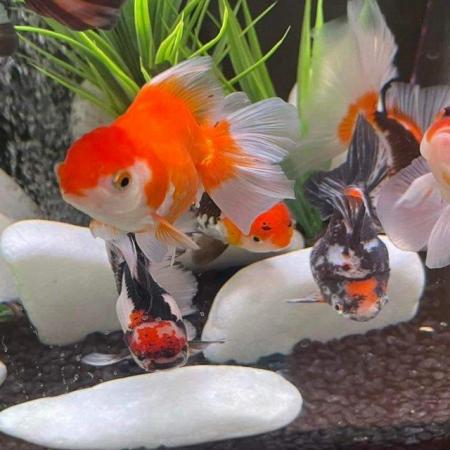 Image 9 of FANCY GOLDFISH - LOTS TOO CHOOSE FROM