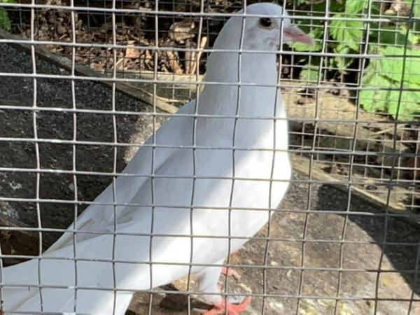 Image 5 of White doves young and beautiful