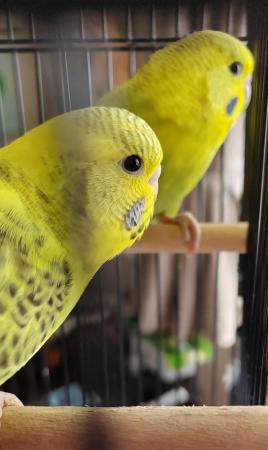 Image 5 of Beautiful Baby Budgies available
