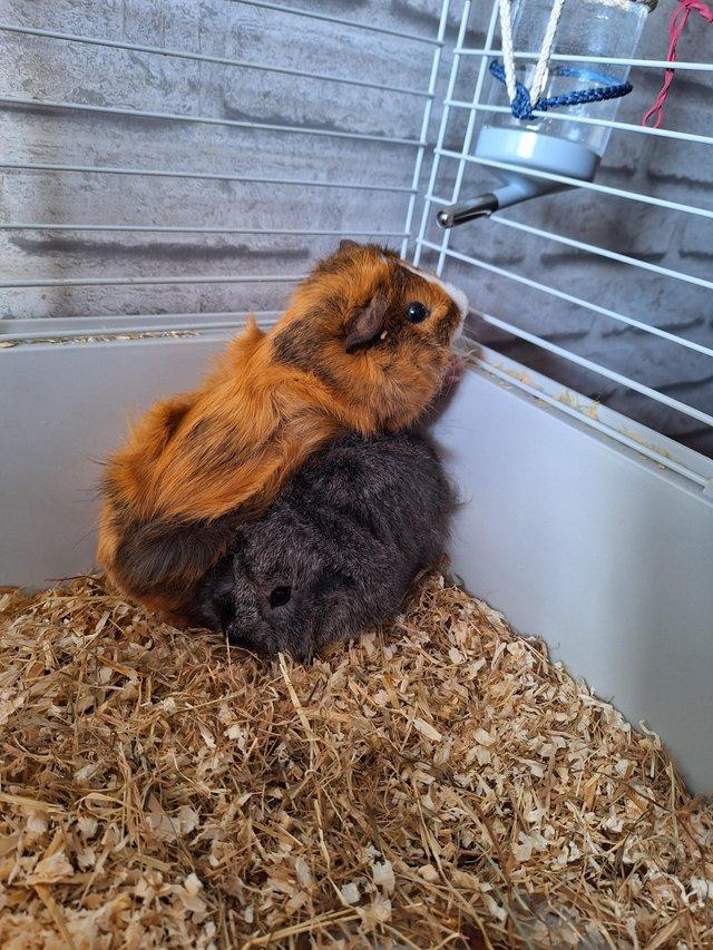 Preview of the first image of 7month old male guinea pigs and set up.