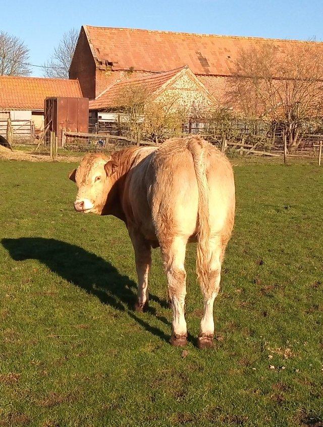 Preview of the first image of Pedigree Blonde d'Aquitaine Bull, Oct 2022 born.