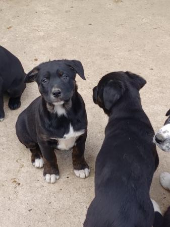 Image 16 of Border collie cross rottweiler puppies