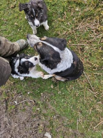 Image 5 of Beautiful border collie puppies