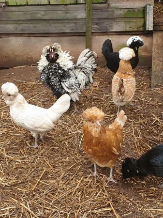 Image 2 of Poland hens available in singles or trios