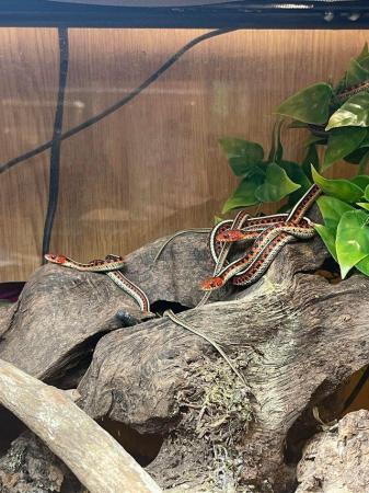 Image 2 of Californian red sided garter snake snake at urban exotics