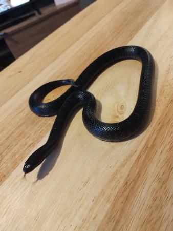 Image 4 of Eastern black king snake