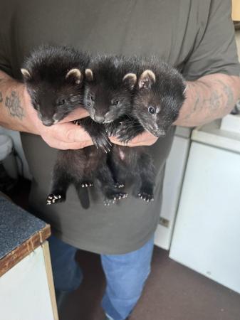 Image 1 of 9 weeks old Black Ferrets