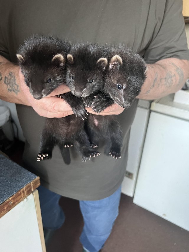 Preview of the first image of 9 weeks old Black Ferrets.