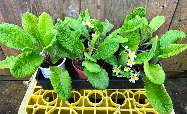 Image 2 of PERENNIAL PRIMROSE PLANTS,WELL ROOTED AND POTTED UP
