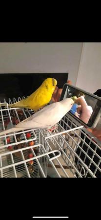Image 2 of 3 year old male budgie. Looking for his forever home