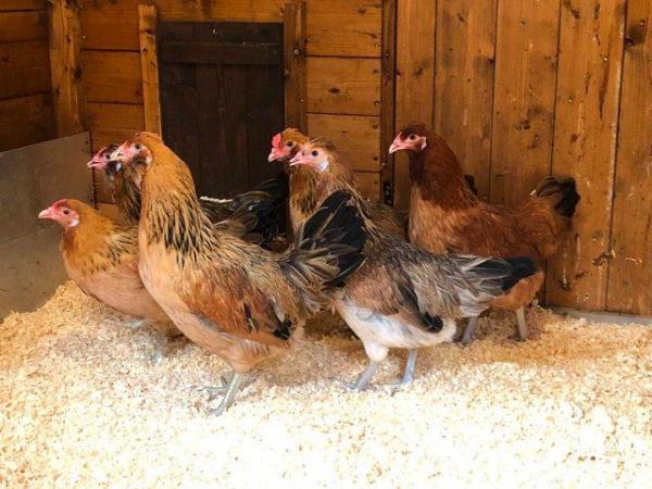 Image 3 of ## P.O.L HYBRID HENS FOR FOR SALE ##